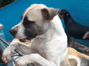 Cachorro raça Rnd idade 7 a 11 meses nome Barão/ zeus