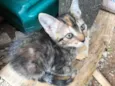 Bolinha