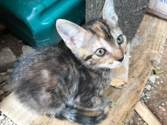 Gato ra a Indefinida idade Abaixo de 2 meses nome Bolinha