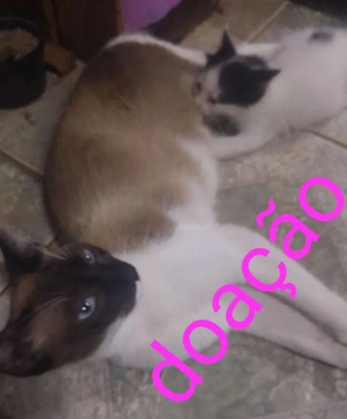 Gato ra a Siamês  idade 7 a 11 meses nome Neura 