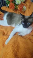 Neura 