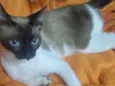 Neura 