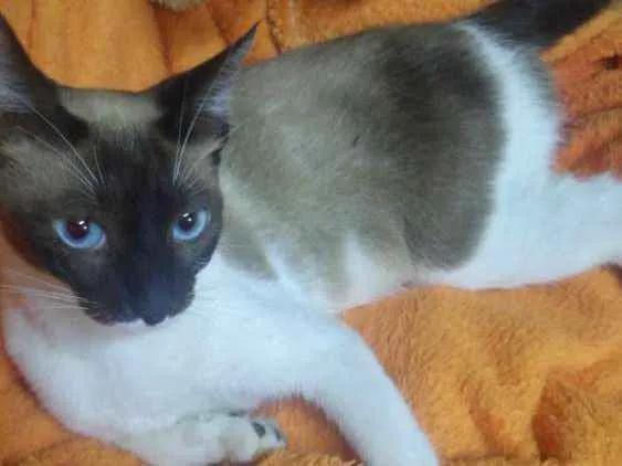 Gato ra a Siamês  idade 7 a 11 meses nome Neura 