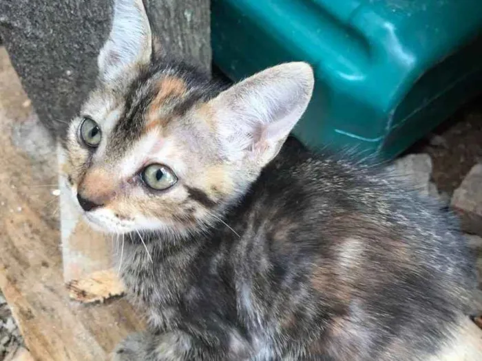 Gato ra a Indefinida idade Abaixo de 2 meses nome Bolinha
