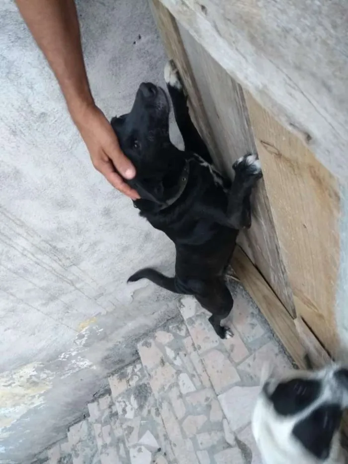 Cachorro raça R.I idade 5 anos nome Luma