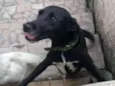 Luma