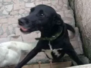 Cachorro raça R.I idade 5 anos nome Luma