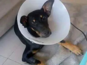 Cachorro raça SRD idade 7 a 11 meses nome Aretha