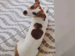 Cachorro raça Jack Russel Terrier  idade 2 anos nome Boby