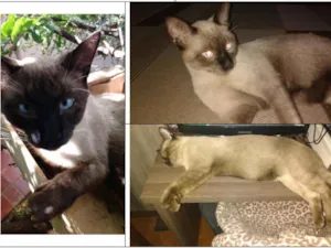 Gato raça SIAMÊS idade 1 ano nome BLU