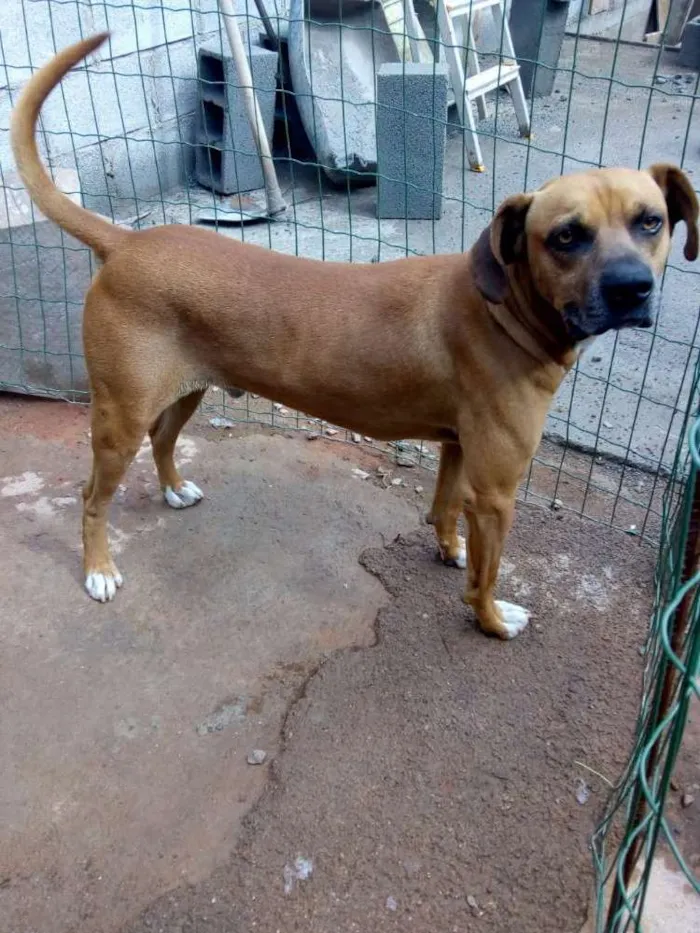 Cachorro ra a Viralata  idade 5 anos nome Ralf
