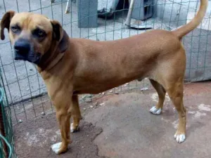 Cachorro raça Viralata  idade 5 anos nome Ralf