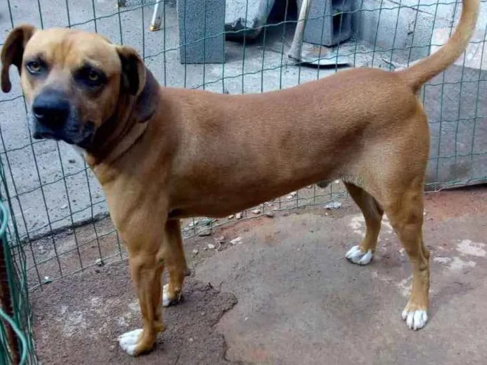Cachorro ra a Viralata  idade 5 anos nome Ralf
