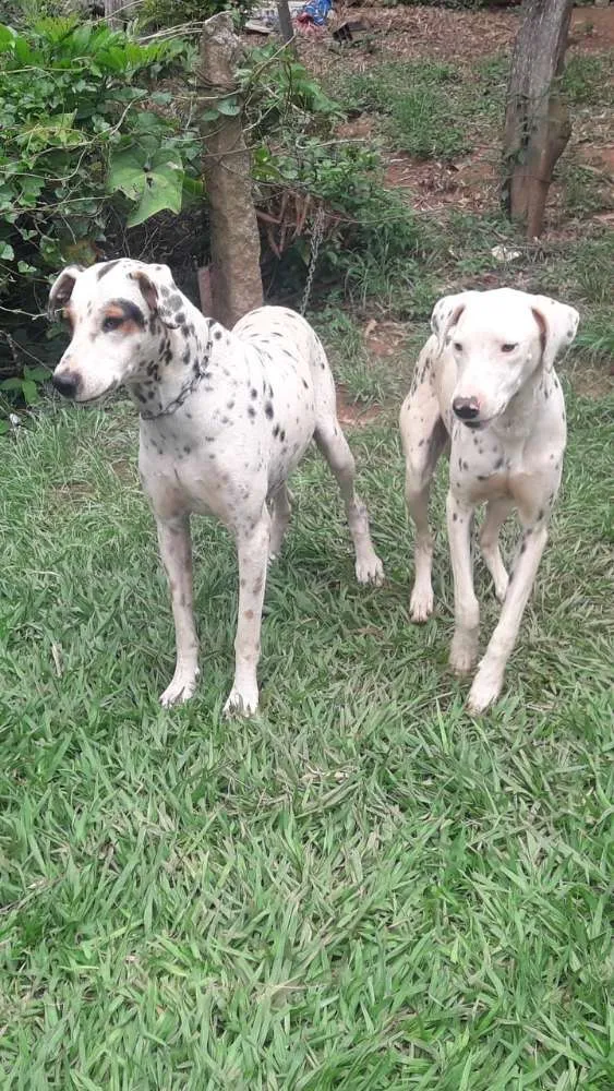 Cachorro ra a Dálmatas  idade 2 anos nome Marlei e Linda
