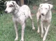 Marlei e Linda
