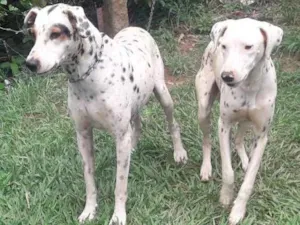Cachorro raça Dálmatas  idade 2 anos nome Marlei e Linda