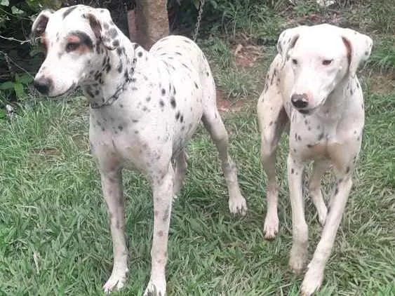 Cachorro ra a Dálmatas  idade 2 anos nome Marlei e Linda