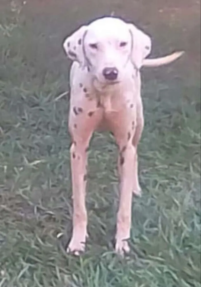 Cachorro ra a Dálmatas  idade 2 anos nome Marlei e Linda