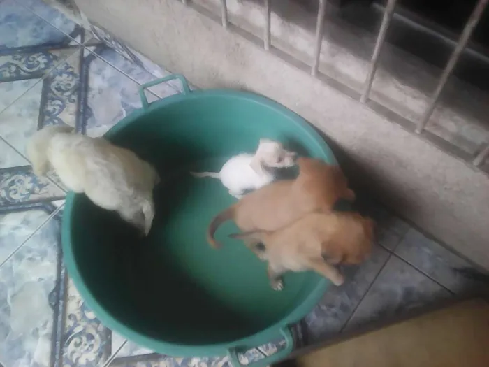 Cachorro ra a Indefinida idade Abaixo de 2 meses nome Bebes