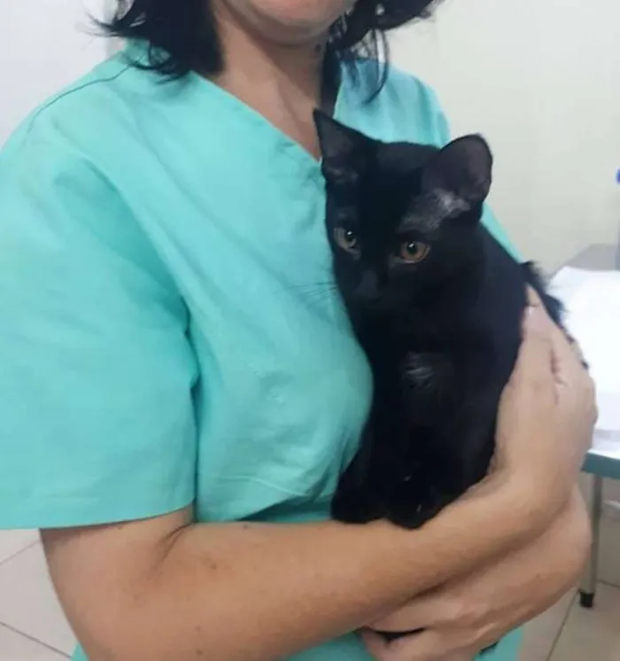 Gato ra a SRD idade 2 a 6 meses nome Melodia