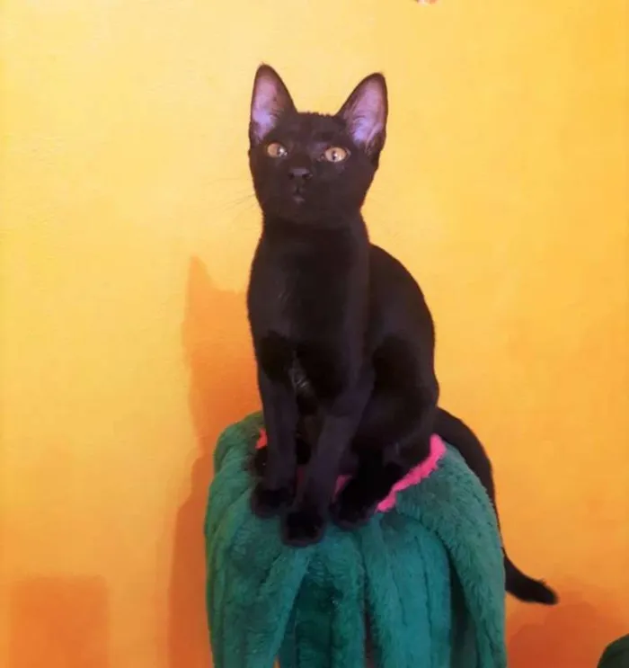 Gato ra a SRD idade 2 a 6 meses nome Elis