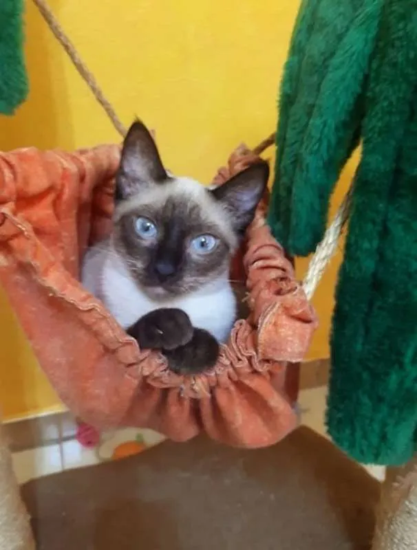 Gato ra a Siamês idade 2 a 6 meses nome Ana