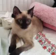 Ana