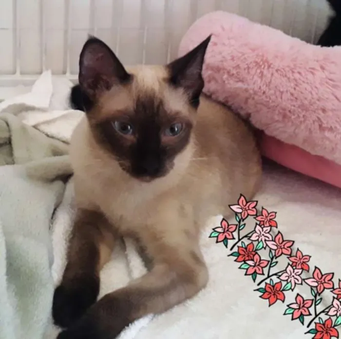 Gato ra a Siamês idade 2 a 6 meses nome Ana