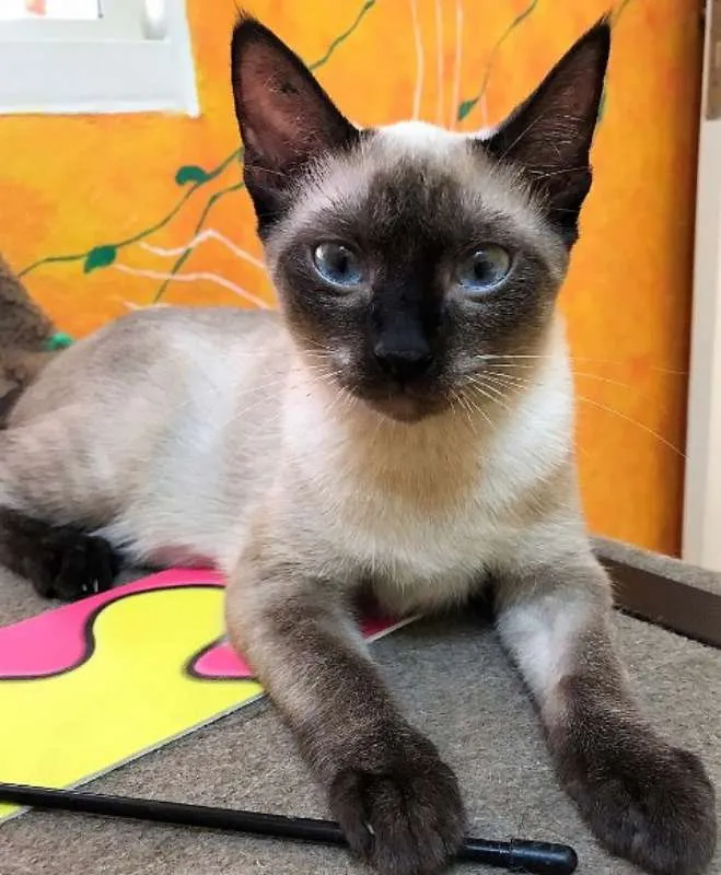 Gato ra a Siamês idade 2 a 6 meses nome Ana