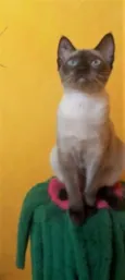 Clara