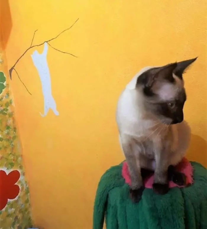 Gato ra a Siamês idade 2 a 6 meses nome Clara