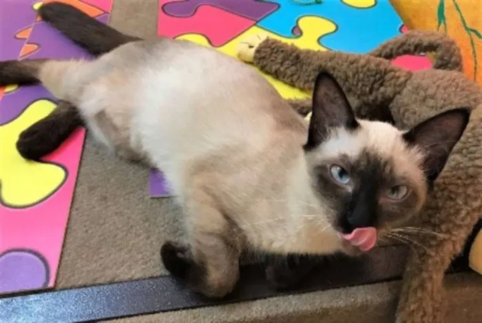 Gato ra a Siamês idade 2 a 6 meses nome Clara