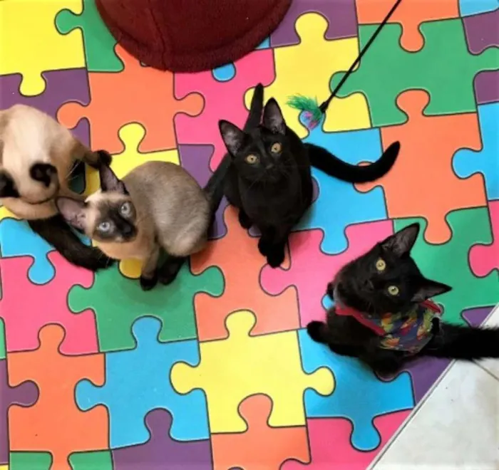 Gato ra a Siamês idade 2 a 6 meses nome Clara
