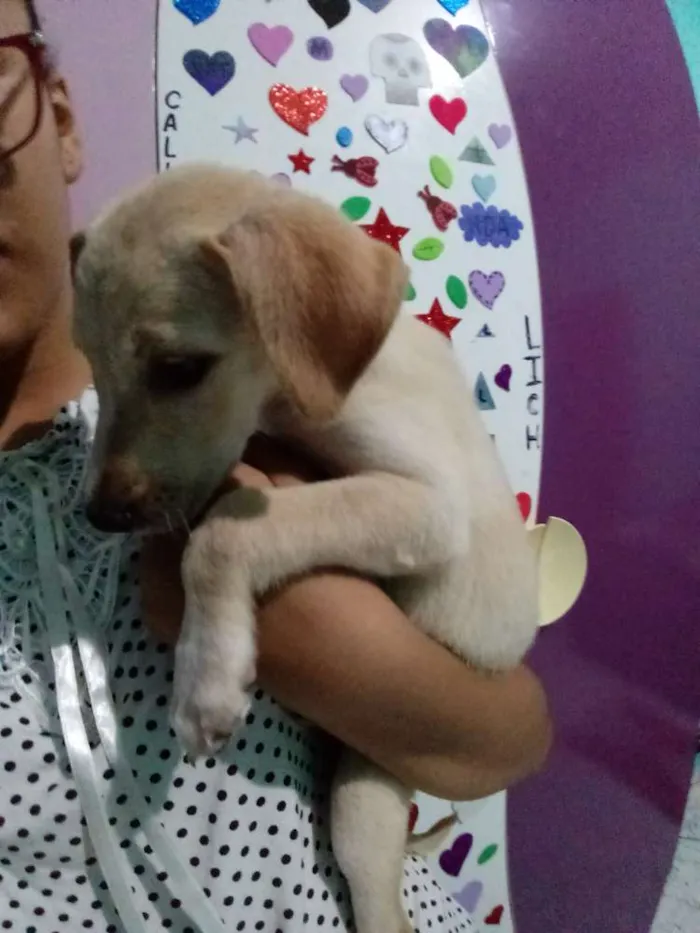 Cachorro raça Não sei a raça idade 2 a 6 meses nome Não tem nome ainda