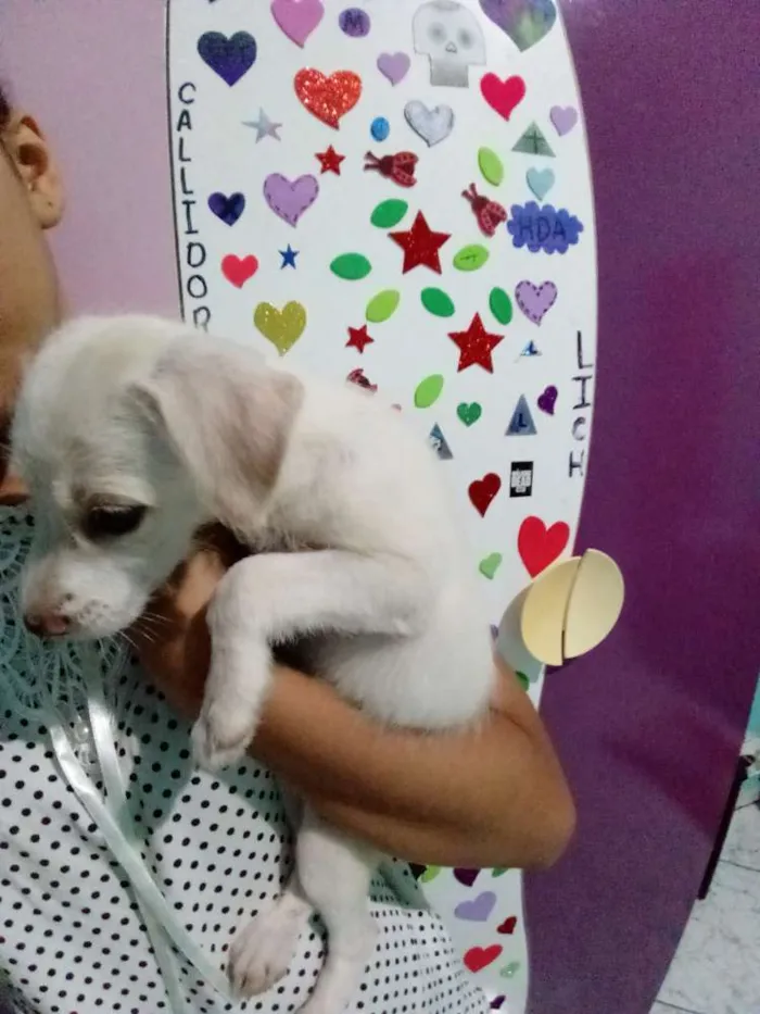 Cachorro raça Não sei a raça idade 2 a 6 meses nome Não tem nome ainda