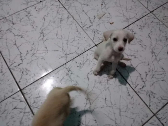 Cachorro raça Não sei a raça idade 2 a 6 meses nome Não tem nome ainda
