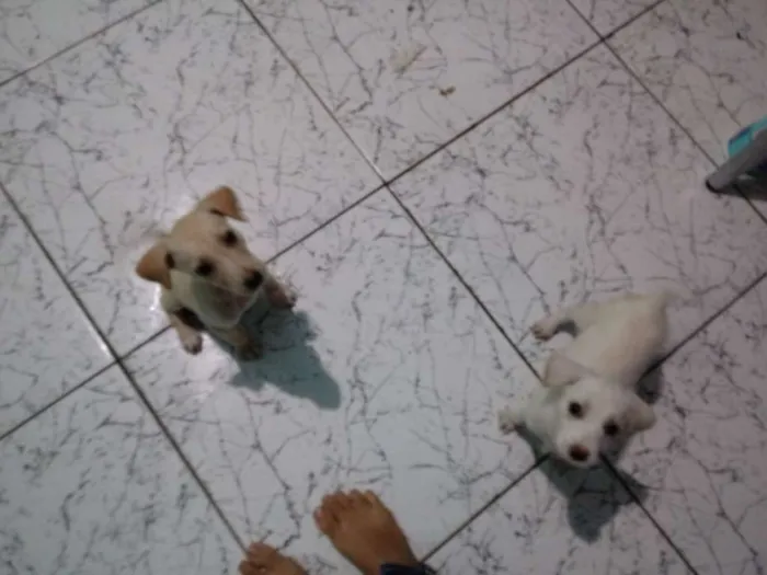 Cachorro raça Não sei a raça idade 2 a 6 meses nome Não tem nome ainda