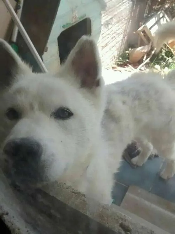 Cachorro ra a Akita idade 3 anos nome Fox/Kami