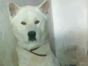 Cachorro raça Akita idade 3 anos nome Fox/Kami