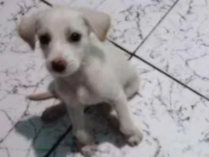 Cachorro raça Não sei a raça idade 2 a 6 meses nome Não tem nome ainda