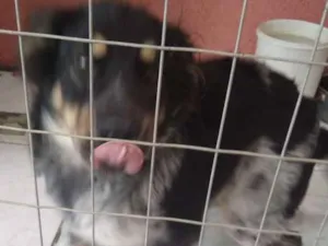 Cachorro raça Mestiça Chow Chow e vira lata idade 1 ano nome Não tem nome 