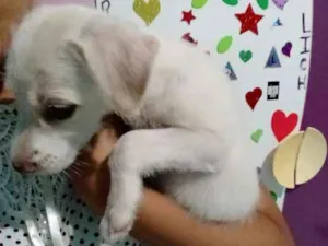 Cachorro raça Não sei a raça idade 2 a 6 meses nome Não tem nome ainda