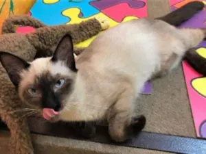 Gato raça Siamês idade 2 a 6 meses nome Clara