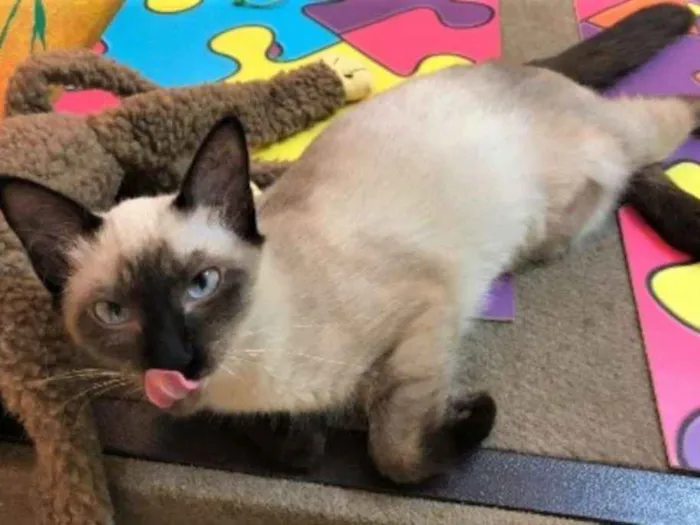 Gato ra a Siamês idade 2 a 6 meses nome Clara