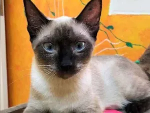Gato raça Siamês idade 2 a 6 meses nome Ana
