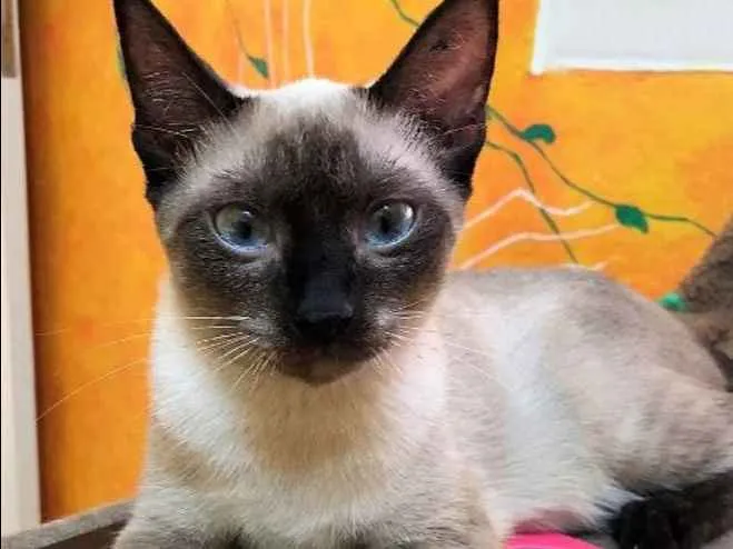 Gato ra a Siamês idade 2 a 6 meses nome Ana