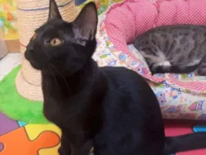 Gato raça SRD idade 2 a 6 meses nome Elis