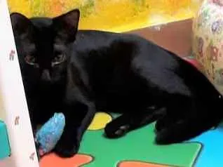 Gato ra a SRD idade 2 a 6 meses nome Melodia