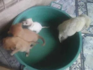 Cachorro raça Indefinida idade Abaixo de 2 meses nome Bebes
