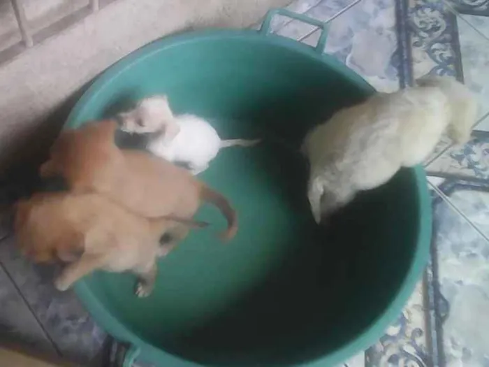 Cachorro ra a Indefinida idade Abaixo de 2 meses nome Bebes